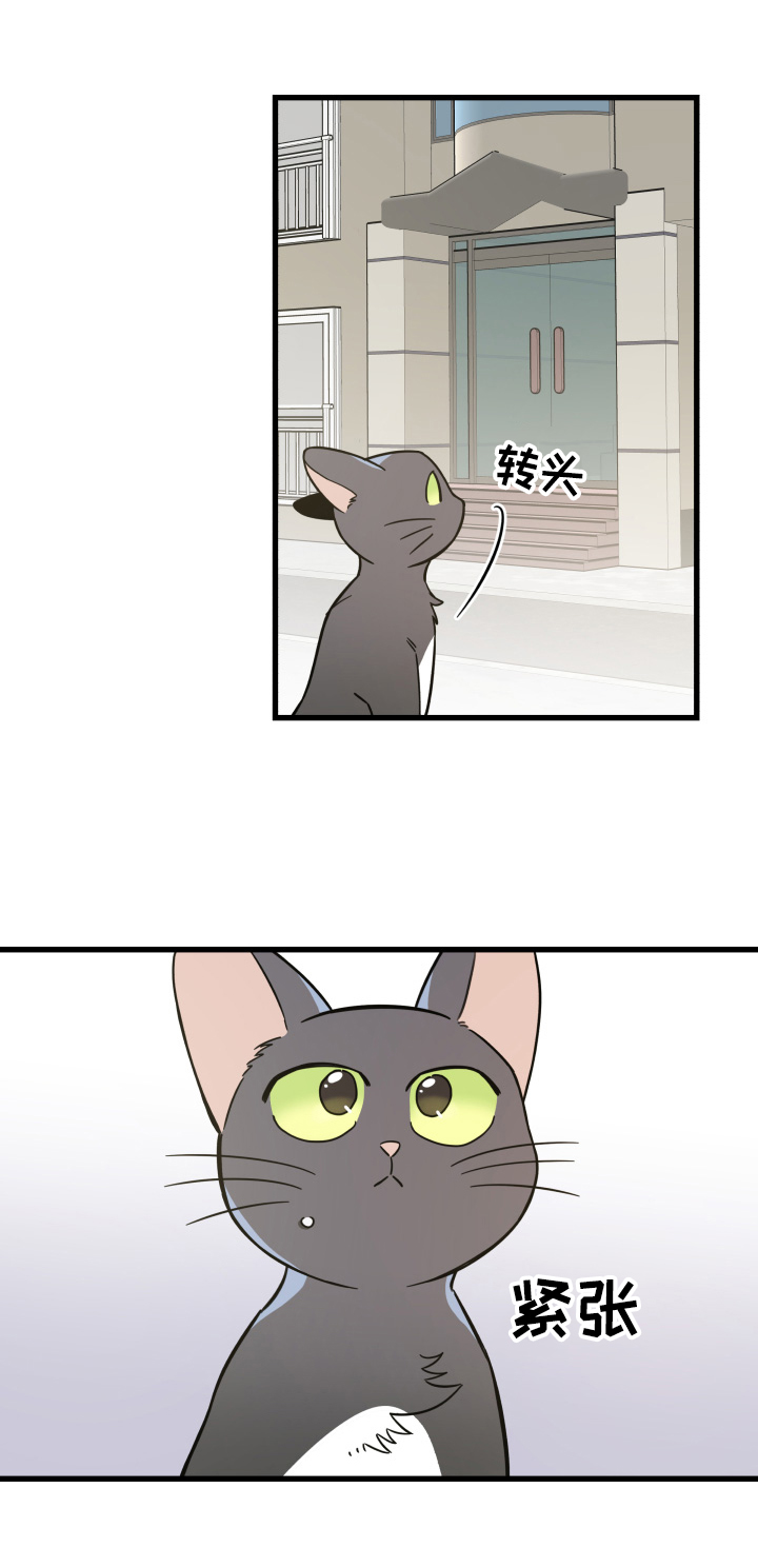 亲爱的喵君漫画免费阅读全集漫画,第70章：安慰3图